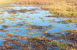 Closeup of a marshy area