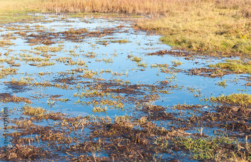 Photo: Closeup of a marshy area Closeup of a marshy area