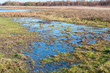 Marshy landscape in Dutch wetlands