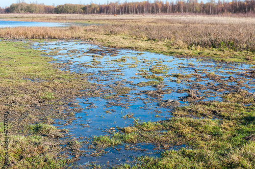 Photo: Marshy landscape in Dutch wetlands Marshy landscape in Dutch wetlands