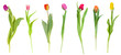 set of tulips