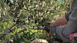 Picking green olives from tree