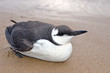 Foto: petit pingouin petit pingouin