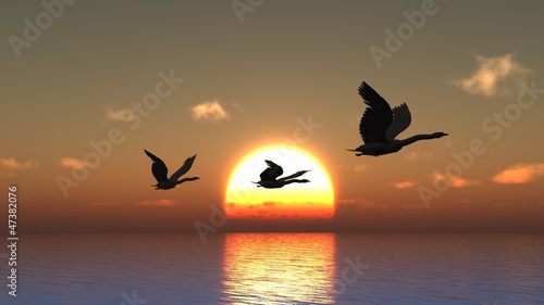 Photo: Sunset birds Sunset birds