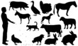 animals