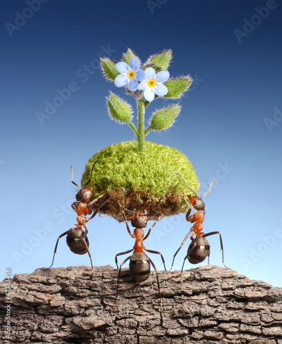 Photo: ants bring living nature on dead rocks, eco concept ants bring living nature on dead rocks, eco concept