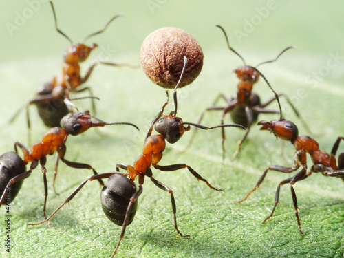 Photo: ants play volleyball with ball of pepper seed ants play volleyball with ball of pepper seed