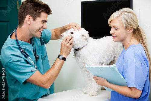 Photo: Female Nurse With Veterinarian Doctor Examining A Dog Female Nurse With Veterinarian Doctor Examining A Dog