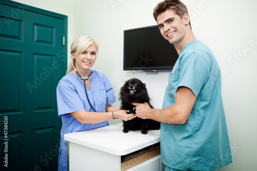 Photo: Young Veterinarian Doctors Examining A Dog Young Veterinarian Doctors Examining A Dog