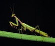 Foto: portrait of mantis on the stem portrait of mantis on the stem