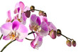 Orchideen Isoliert (light pink)