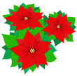 Vektor: Bouquet of poinsettia Bouquet of poinsettia