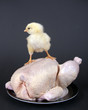 Küken steht auf Suppenhuhn