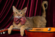 Cat with guitar in studio