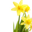 Foto: Daffodils Daffodils