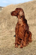 Beautiful Irish Setter sitting in the field