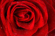 Rote Rose mit Wassertropfen