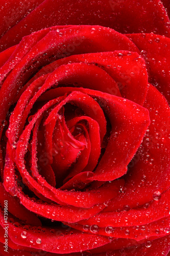 Photo: Rote Rose mit Wassertropfen Rote Rose mit Wassertropfen