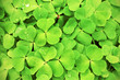 green clover background