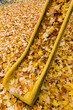 Gelbe Blätter im Herbst