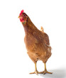 Red sex link chicken