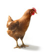 Photo: Red sex link chicken Red sex link chicken