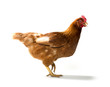 Red sex link chicken