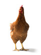 Photo: Red sex link chicken Red sex link chicken