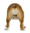 Photo: female dog female dog