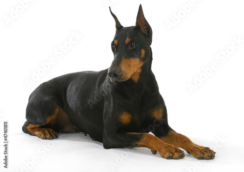 Photo: doberman pinscher doberman pinscher