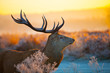Red deer