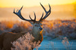 Red deer