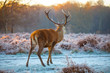 Red deer