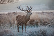 Red deer