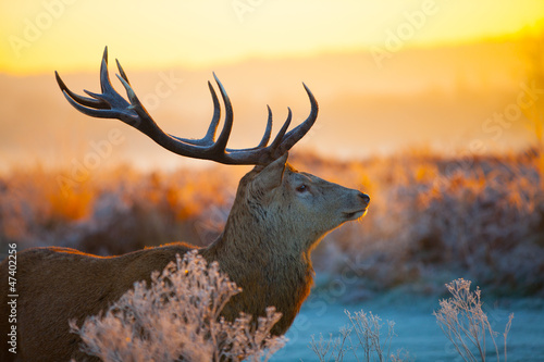 Photo: Red deer Red deer