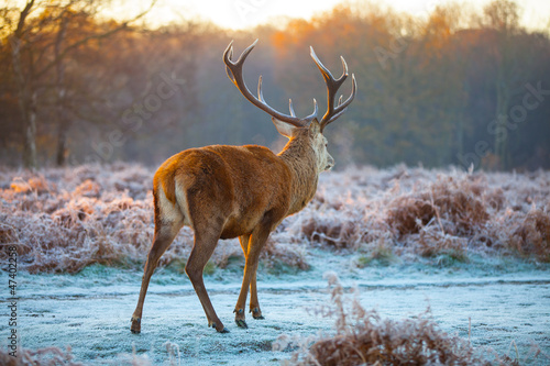 Photo: Red deer Red deer