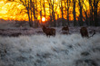Red deer