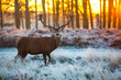 Red deer