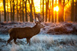 Red deer
