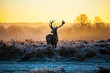 Red deer