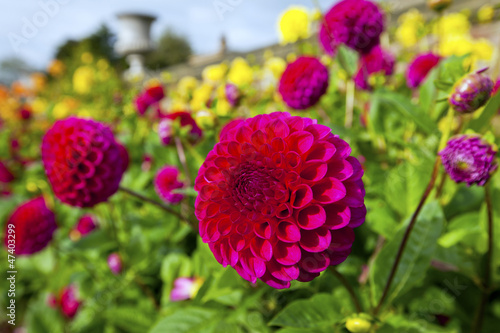 Photo: Red and yellow dahlias in a garden. Red and yellow dahlias in a garden.