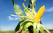 Corn close-up