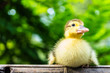 Duckling