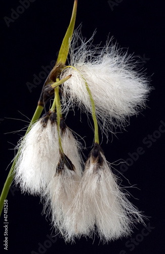 Photo: Wollgras, eriophorum Wollgras, eriophorum