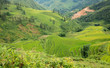 Rice plantation in Sapa