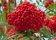 Eberesche - Sorbus aucuparia