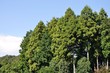 Photo: 杉林 杉林