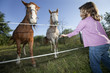 child and horses