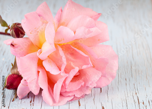Photo: Pink garden rose Pink garden rose