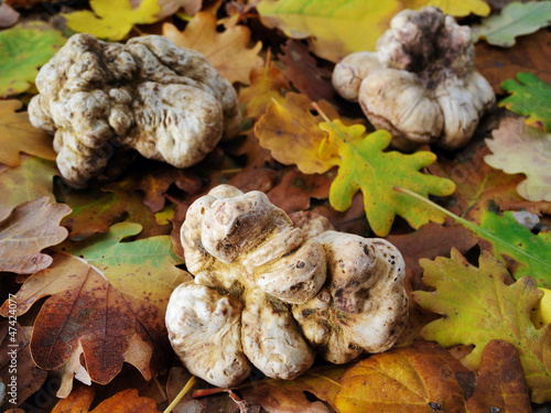 Photo: white truffles (tuber magnatum) white truffles (tuber magnatum)